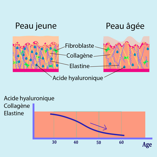 Illustration diminution du colagène avec l'âge