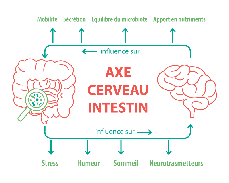 schema axe cerveau intestin