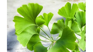 Le ginkgo biloba Nutrinia
