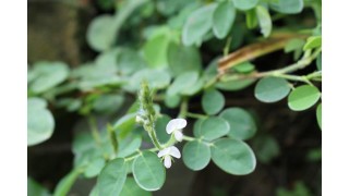 Le desmodium Nutrinia
