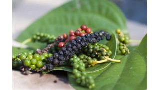 Le poivrier commun (piper nigrum) Nutrinia