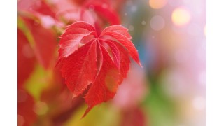 Les bienfaits de la vigne rouge Nutrinia