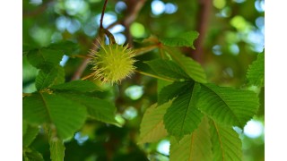 Le marron d’Inde, l’allié de votre circulation sanguine Nutrinia