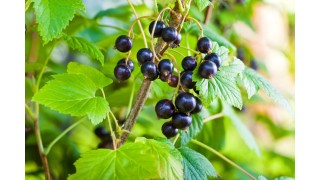 Contre la mauvaise circulation sanguine et bien plus encore… Le cassis a tout bon ! Nutrinia