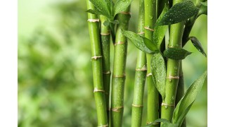 Les bienfaits du bambou pour les articulations Nutrinia