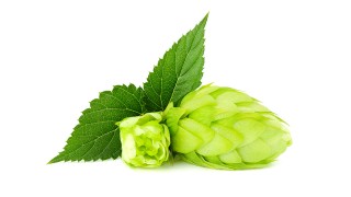 Ménopause : le houblon a tout bon Nutrinia