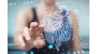 Soutien Digestif et Omega 7 : Comment ces Acides Gras Peuvent Favoriser une Digestion Optimale Nutrinia