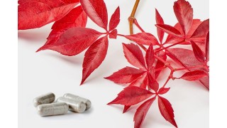 Les Effets Bénéfiques de la Vigne Rouge sur la Circulation Sanguine Nutrinia