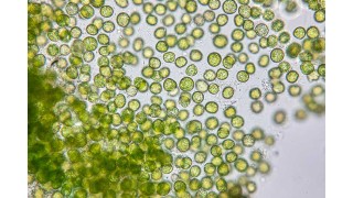 Quels sont les bienfaits santé de la chlorella ? Nutrinia