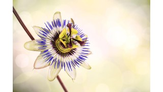 Les Bienfaits de la Passiflore sur le sommeil et la santé Nutrinia