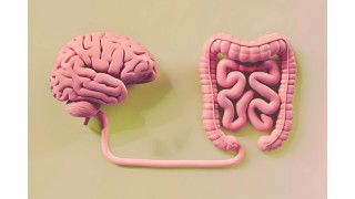 Axe intestin-cerveau : une clé pour mieux dormir Nutrinia