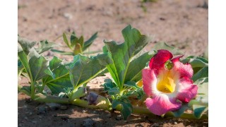 L'harpagophytum, anti-inflammatoire naturel pour articulations Nutrinia