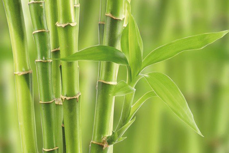 Les bienfaits du bambou pour les articulations