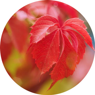 La vigne rouge (feuilles)